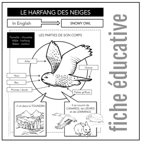 H19 FICHE Educative Harfang - Harfang blanc, fond coloré!